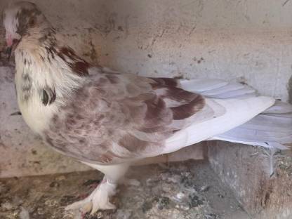 Bild 3:Mazedonische Dunek