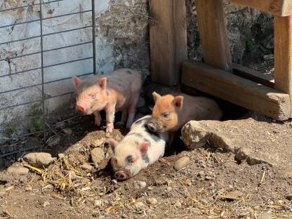 Microschwein/Minischwein