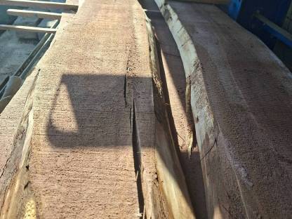 Bild 2:Schwarznuss Holz Nussholz