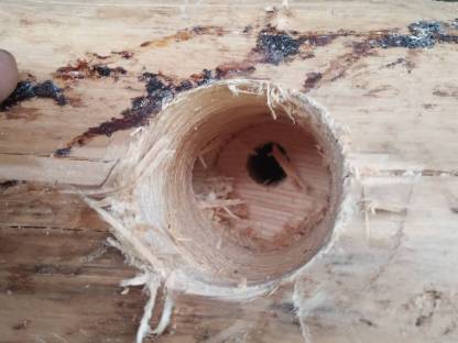 Bild 4:Brunnentocke, Brunnenstandner, Brunnen, Brunntrog, Lärche