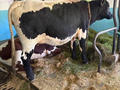 Bild 2:Trächtige Pinzgauerkalbin schwarz