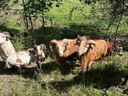 Bild 3:Kamerunschaf Böcke
