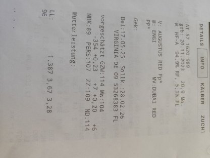 Bild 3:Trächtige Zuchtkalbinnen