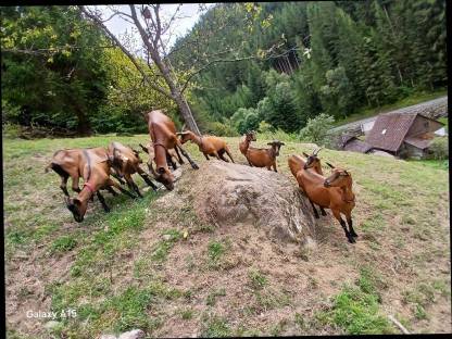 Bild 2:Gämsfarbige Gebirgsziegen