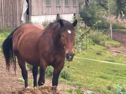 Bild 5:Norikerpärchen