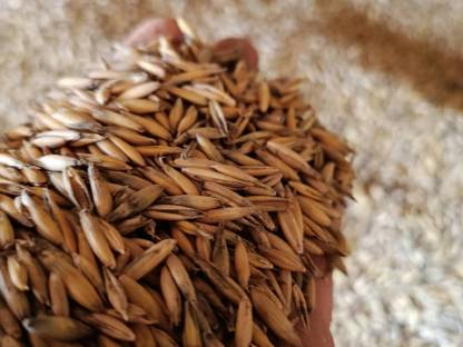 Bild 2:Bio-Futterhafer