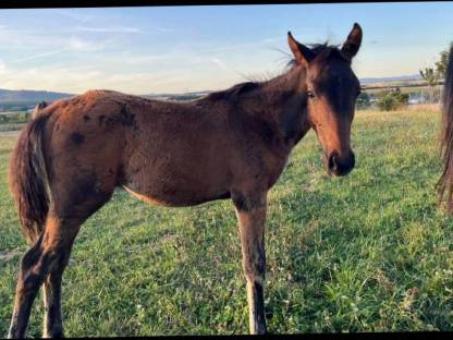 Bild 3:Zuckersüße Österreichische Warmblutfohlen