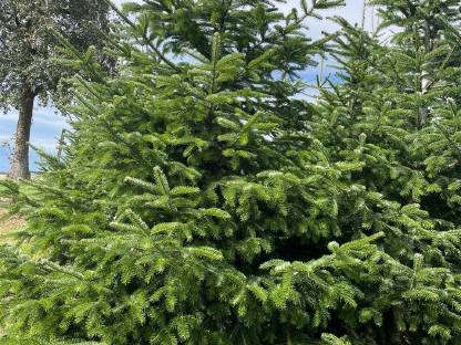 Bild 4:Christbäume 3-4 m