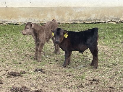 Bild 2:Dexter Kälber