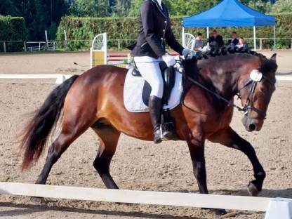 Bild 2:Noriker Stutfohlen