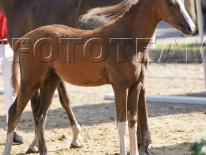 Reitpony Stutfohlen