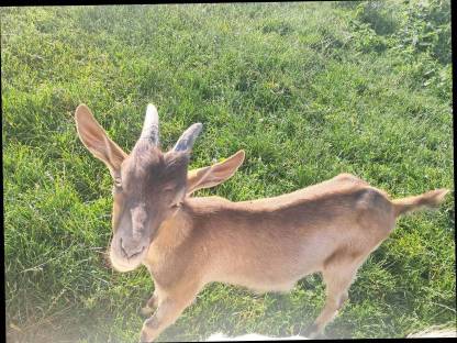 Bild 3:Tauernschecken Ziegenbock abzugeben