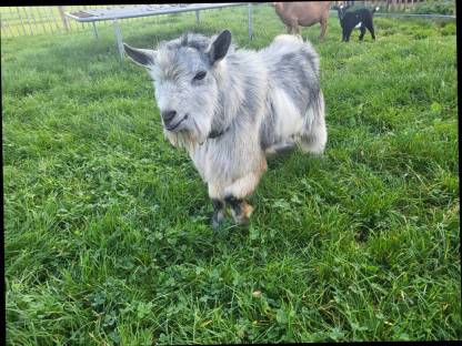 Bild 5:Suche Zwergziegenbock in Grau/Blau/Silber