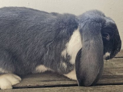 Bild 3:Deutsche Widder