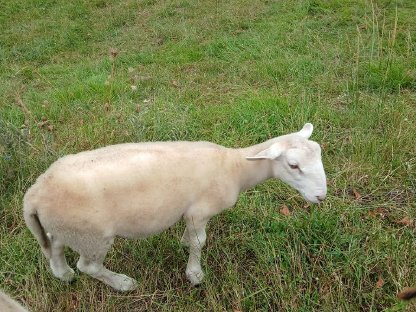 Bild 4:Nolana Jungbock