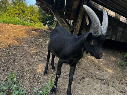 Bild 3:Aosta Ziege und Böcke