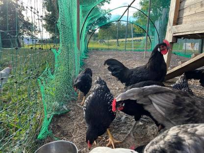 Bild 5:Barnevelder Junghähne