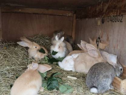 Bild 7:Angora zwerg hasen