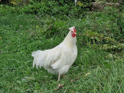 Bild 2:Altsteirer Hähne