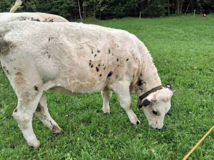 Bild 2:Pustertaler Sprinzen Kalbin PSS