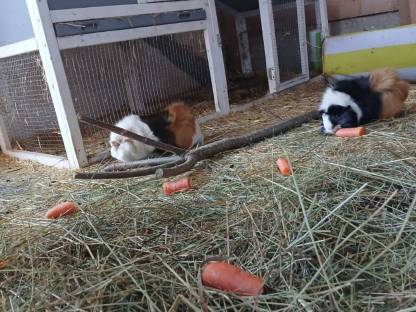 Meerschweinchen