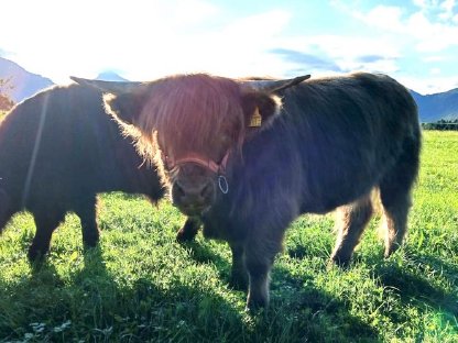 Bild 7:Verkaufe Bio-Hochlandrinder Kalbin
