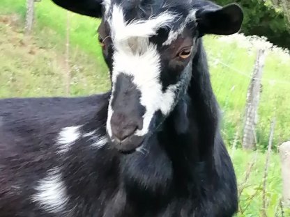 Bild 2:Kitzböcke, Aosta-Mischling