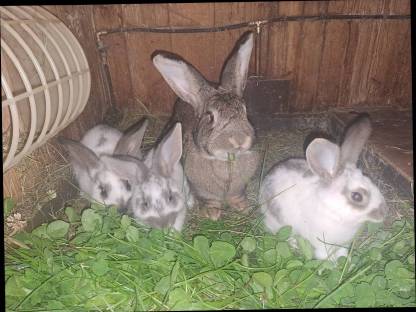 Bild 3:Hasen, Fleischhasen, Kaninchen