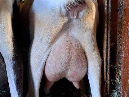 Bild 5:Milchziege