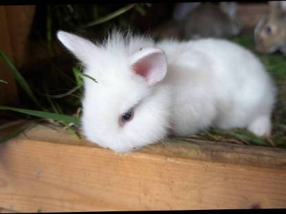 Bild 2:Kleine Löwenkopf-Zwergkaninchen zu verkaufen