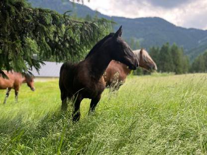 Bild 3:Noriker Stutfohlen