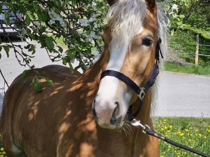 Bild 3:Haflinger Stute
