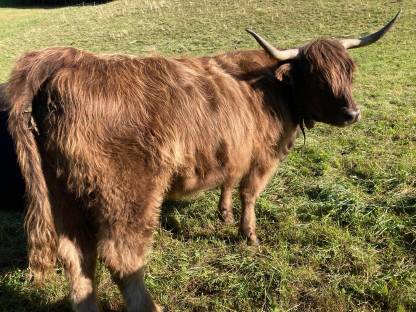 Bild 2:Trächtige Hochlandrinder Kalbinen