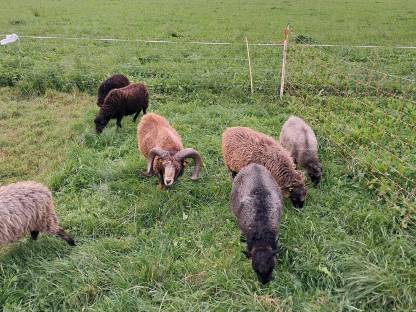 Ouessant, Quessant, bretonisches Zwergschaf