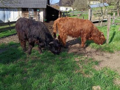 Hochlandrind Stier