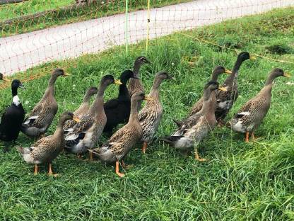 Bild 3:Enten, Laufenten