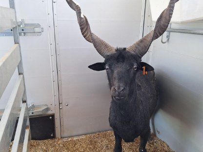 Ungarischer Zackelschaf Bock