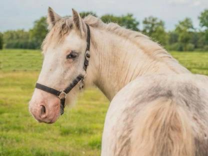 Bild 4:Verkaufe Tinkerwallach