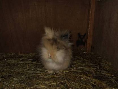Bild 8:Angora zwerg hasen