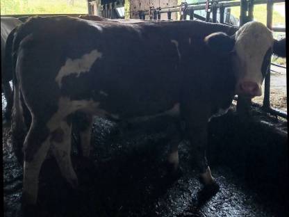 Bild 2:FV Kalbin tragend