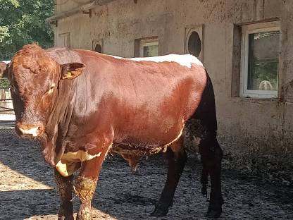 Bild 2:Verkaufe hornlosen Pinzgauer Zuchtstier