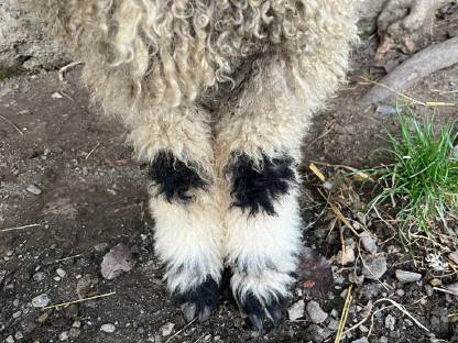 Bild 3:Walliser Schwarznasen Widder