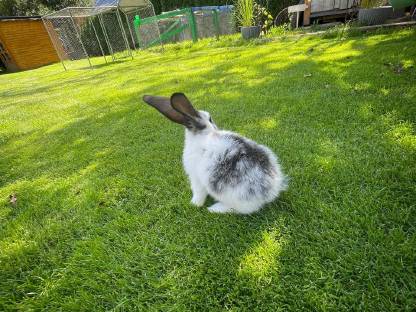 Bild 3:Deutsche Riesen Rammler