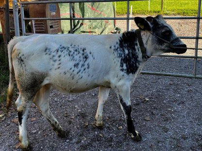 WbbxPin Kalb