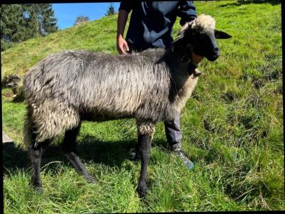 Verkaufe Tiroler Steinschaf mit Lamm