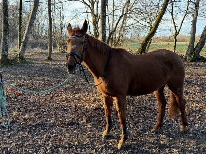 Bild 3:Braves Freizeitpferd zu verkaufen