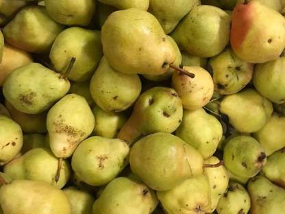 Bild 3:Williamsbirnen