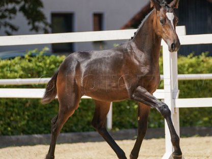 Dressur Hengstfohlen