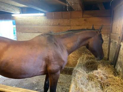 Bild 3:Vollblutaraberstute braun mit einem Herz aus Gold