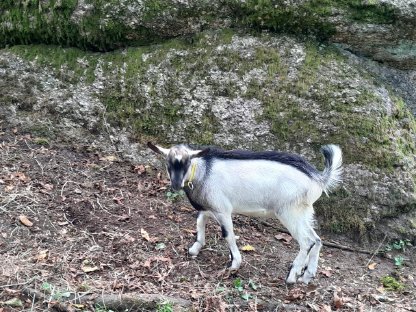 Verkaufe Ziegennock 5 Monate